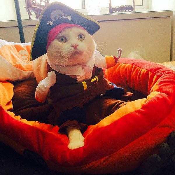 80% OFF Funny Cat/Dog pet Pirate Costume